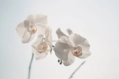 白色花瓣的花朵,美丽,盛开,盛开,盛开,模糊,明亮,特写 白色花瓣的花朵,美丽,盛开,盛开,盛开,模糊,明亮,特写