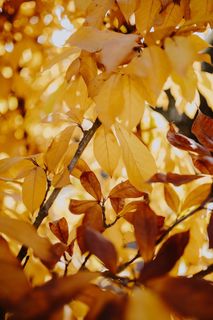 秋天的玉兰黄叶