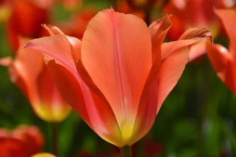 自然,花,郁金香,植物,花瓣,花园,夏天,明亮 自然,花,郁金香,植物,花瓣,花园,夏天,明亮