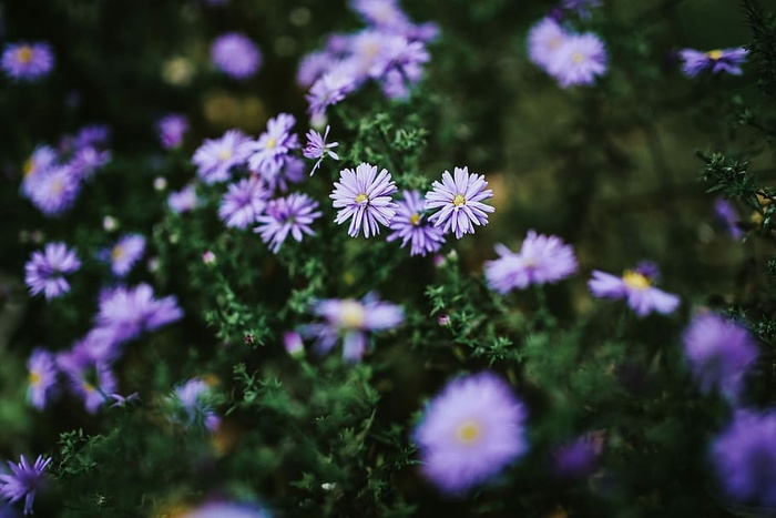紫色花朵特写