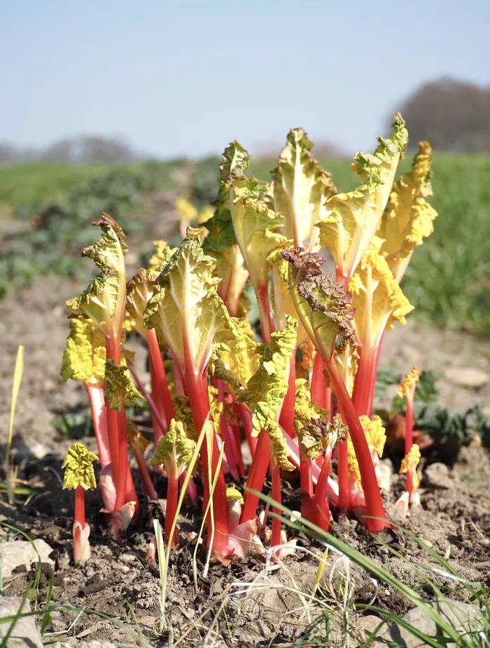 rubarb、预分配、自然、蔬菜、水果、种植、花园、农场