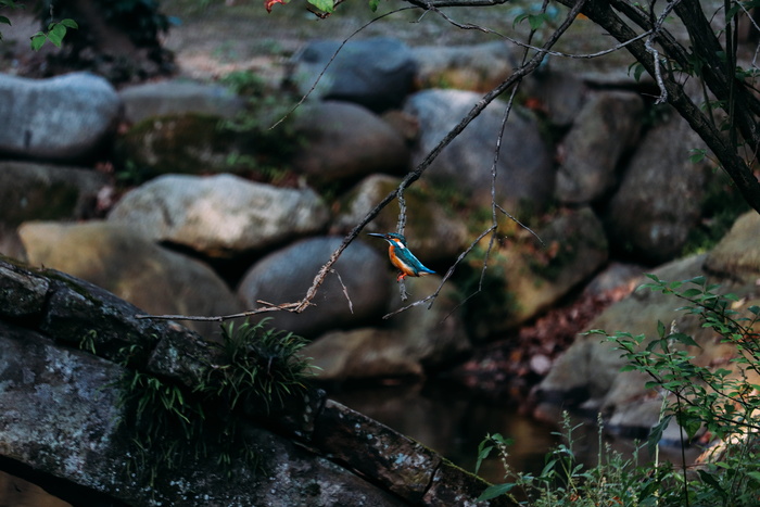 鸟，动物，翠鸟，自然，可爱，树，植物，没有人
