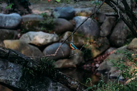鸟，动物，翠鸟，自然，可爱，树，植物，没有人