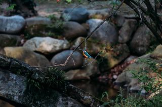 鸟，动物，翠鸟，自然，可爱，树，植物，没有人