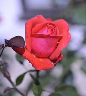 花，蔷薇，无人，花瓣，自然，开花植物，植物，自然之美