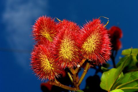 urucu, 水果, 染料, 树, 自然, 植物, 食物, 夏天