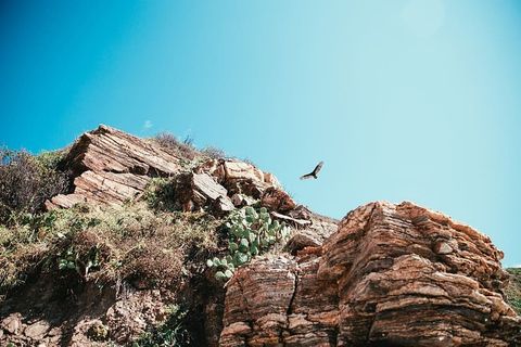 白天在沙漠悬崖上猎鹰 白天在沙漠悬崖上猎鹰