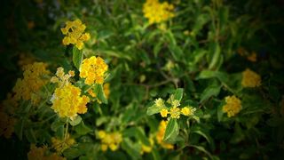 大自然，田野，花朵，夏天，美丽的花朵，盛开，盛开，盛开