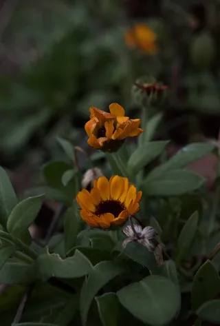 植物，花，花，花粉，动物，无脊椎动物，蜜蜂，蜜蜂