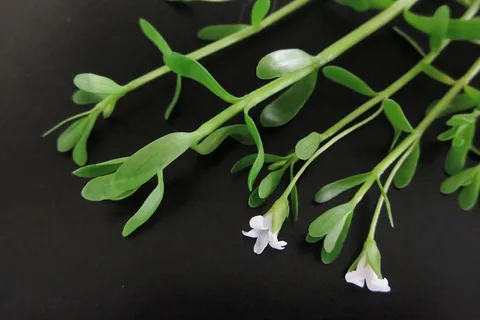 迷你地毯、印度便士草、婆罗米、减轻抑郁症状、帮助记忆、绿色、清新、植物部分 迷你地毯、印度便士草、婆罗米、减轻抑郁症状、帮助记忆、绿色、清新、植物部分