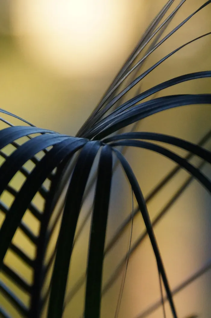 fonds，spikes，leaves，flora，leaf，spike，特写，无人