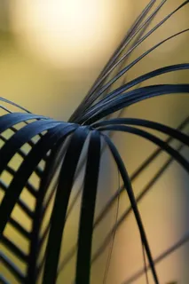 fonds，spikes，leaves，flora，leaf，spike，特写，无人