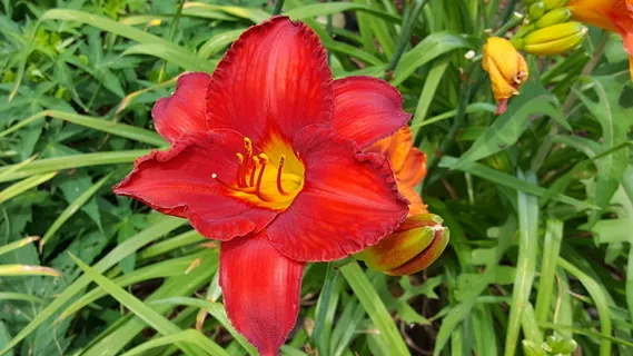 花,黄花菜,花园,开花植物,植物,自然之美,脆弱,脆弱 花,黄花菜,花园,开花植物,植物,自然之美,脆弱,脆弱