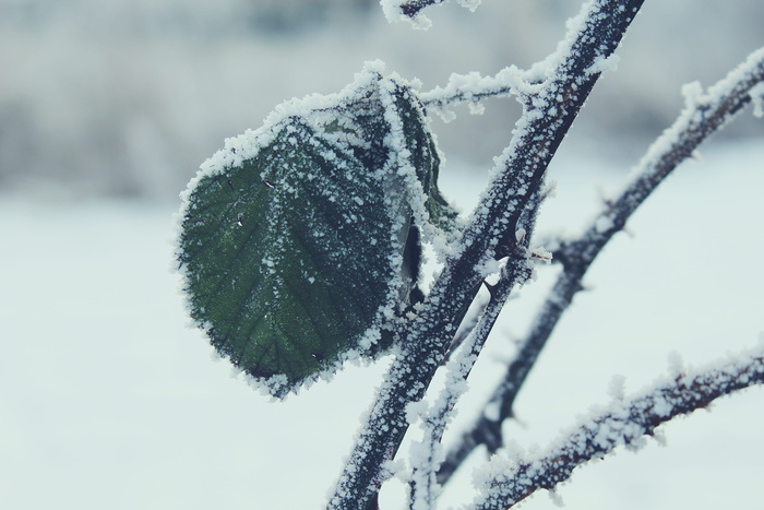 带雪树枝绿叶的选择性聚焦摄影