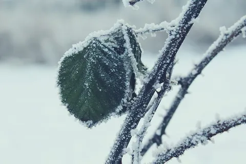 带雪树枝绿叶的选择性聚焦摄影 带雪树枝绿叶的选择性聚焦摄影