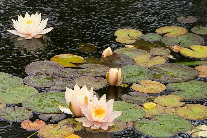 新泽西州米德尔敦的一个深切花园里，雨中锦鲤池塘里流淌着睡莲花。