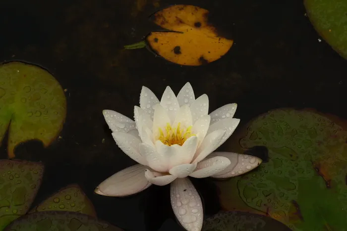 睡莲，白，池塘，花，雨滴，开花植物，睡莲，植物