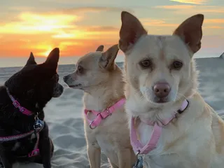 皮带，狗，动物，宠物，哺乳动物，狗，皮带，吉娃娃