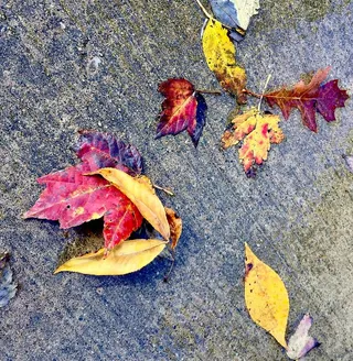 美国，肯塔基州，树叶，红色，红色，黄色，黄色，棕色