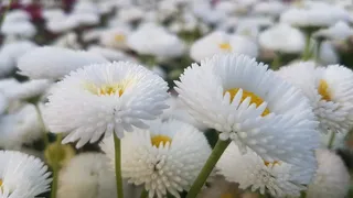 白色的花朵, 公园, 春天, 性质, Bellis perennis, 白色雏菊草甸, 雏菊, 花