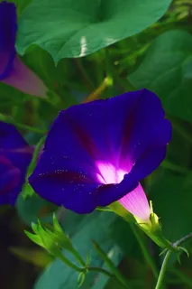 牵牛花的漏斗状花朵。 牵牛花的漏斗状花朵。