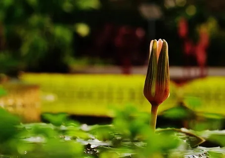 睡莲,水,植物,池塘,开花,开花,水生植物,纽帕 睡莲,水,植物,池塘,开花,开花,水生植物,纽帕