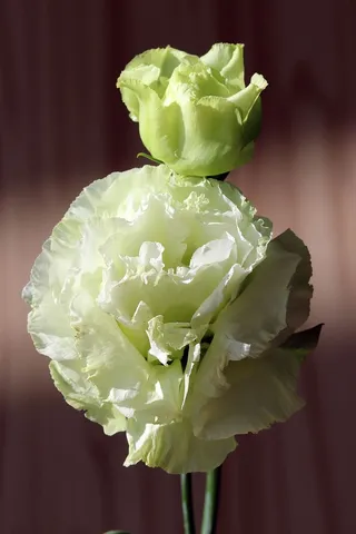 花，美，自然，植物，花瓣，花，花，季节