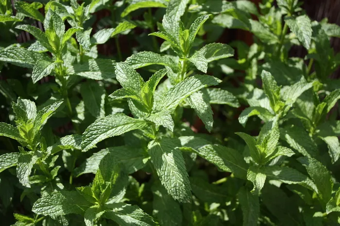 薄荷、香草、薄荷、健康、树叶、芳香、T恤、草药