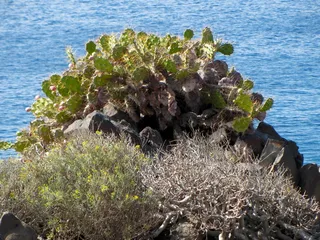 仙人掌，灌木丛，大海，水，自然之美，没有人，自然，植物