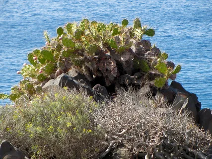 仙人掌,灌木丛,大海,水,自然之美,没有人,自然,植物 仙人掌,灌木丛,大海,水,自然之美,没有人,自然,植物