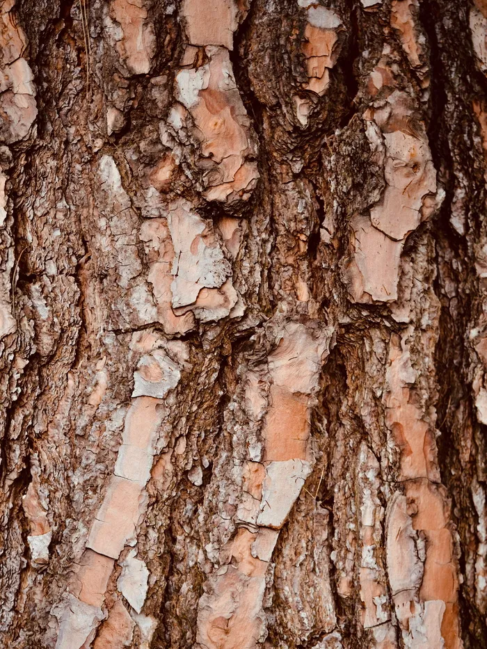 棕色树皮，全框架，树干，背景，树干，纹理，植物树皮，树