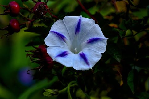 漏斗线，花，紫色，自然，植物，明亮，开花植物，花瓣
