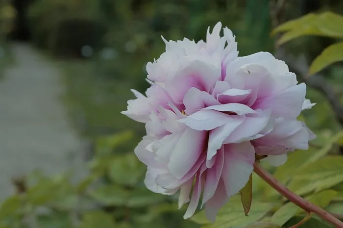 白色和粉色牡丹花的选择性聚焦摄影