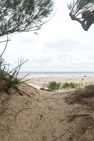 巴西, cidreira, 巴西, cali vibes, 费尔南多巴西, 尼康, 南里奥格兰德, 树木