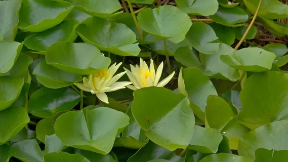 睡莲,黄色,绿色,水生植物,叶子,植物,植物部分,生长 睡莲,黄色,绿色,水生植物,叶子,植物,植物部分,生长