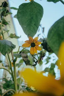 美国,华盛顿,友谊高地,开花植物,花,植物,生长,新鲜度 美国,华盛顿,友谊高地,开花植物,花,植物,生长,新鲜度