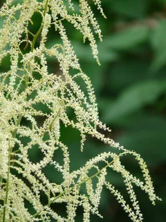 森林geißbart,geißbart,aruncus,植物,草本植物,白色,开花,开花 森林geißbart,geißbart,aruncus,植物,草本植物,白色,开花,开花