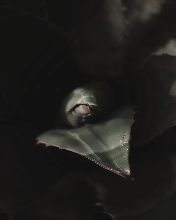 绿叶植物特写照片