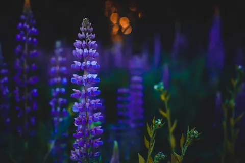 紫花景深摄影 紫花景深摄影