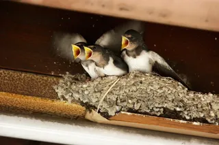 日本、京都、，株式会社イノダコーヒ 発送センター, 嘴，鸟，喙，婴儿，饥饿