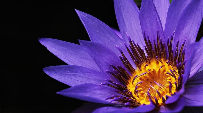 特写，摄影，紫色，花瓣花，焦点，花，睡莲，黄体