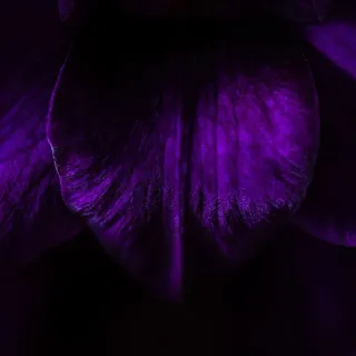 黑暗,夜晚,紫色,树,树林,森林,恐怖,紫色 黑暗,夜晚,紫色,树,树林,森林,恐怖,紫色
