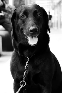 狗，黑色，拉布拉多犬，可爱，可爱，宠物，警卫，动物
