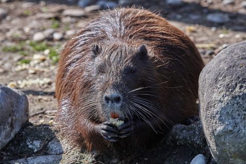 海狸鼠、沼泽热、水、水滴、沼地、沼泽、动物、动物主题