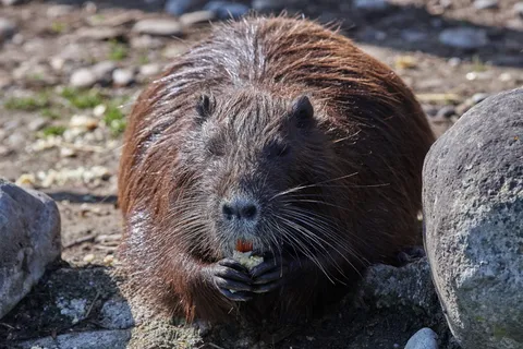 海狸鼠、沼泽热、水、水滴、沼地、沼泽、动物、动物主题