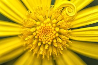 植物，花粉，花朵，花朵，雏菊，雏菊，宝花，蜜蜂