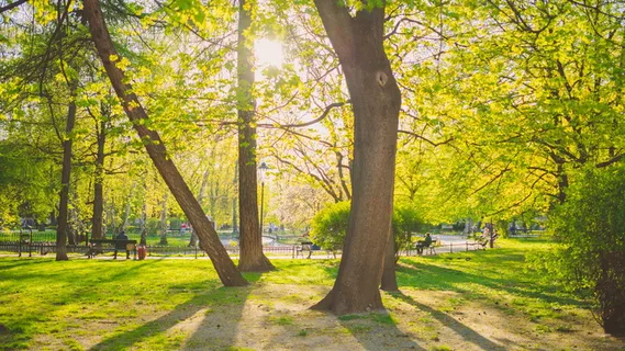 树，植物，自然之美，生长，绿色，自然，树干，树干