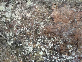 俄罗斯，亚什切拉，全画幅，背景，纹理，图案，无人，特写