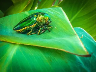 昆虫，红宝石，红宝石虫，秋叶，岛屿，绿色，叶子，植物部分