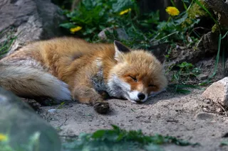 睡眠，狐狸，绿色，植物，红狐，动物，哺乳动物，自然